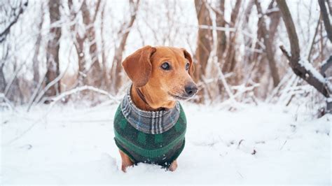 cappottino chanel fai da te|Come creare un cappottino per i cani fai da te: 3 idee di riciclo .